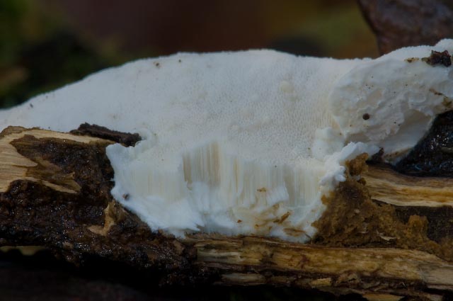 Aphyllophorales 5335 (Postia stiptica)